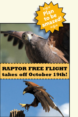 raptor