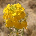 wall-flower-I