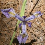 Iris-missouriensis