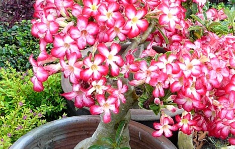 adenium_124_217