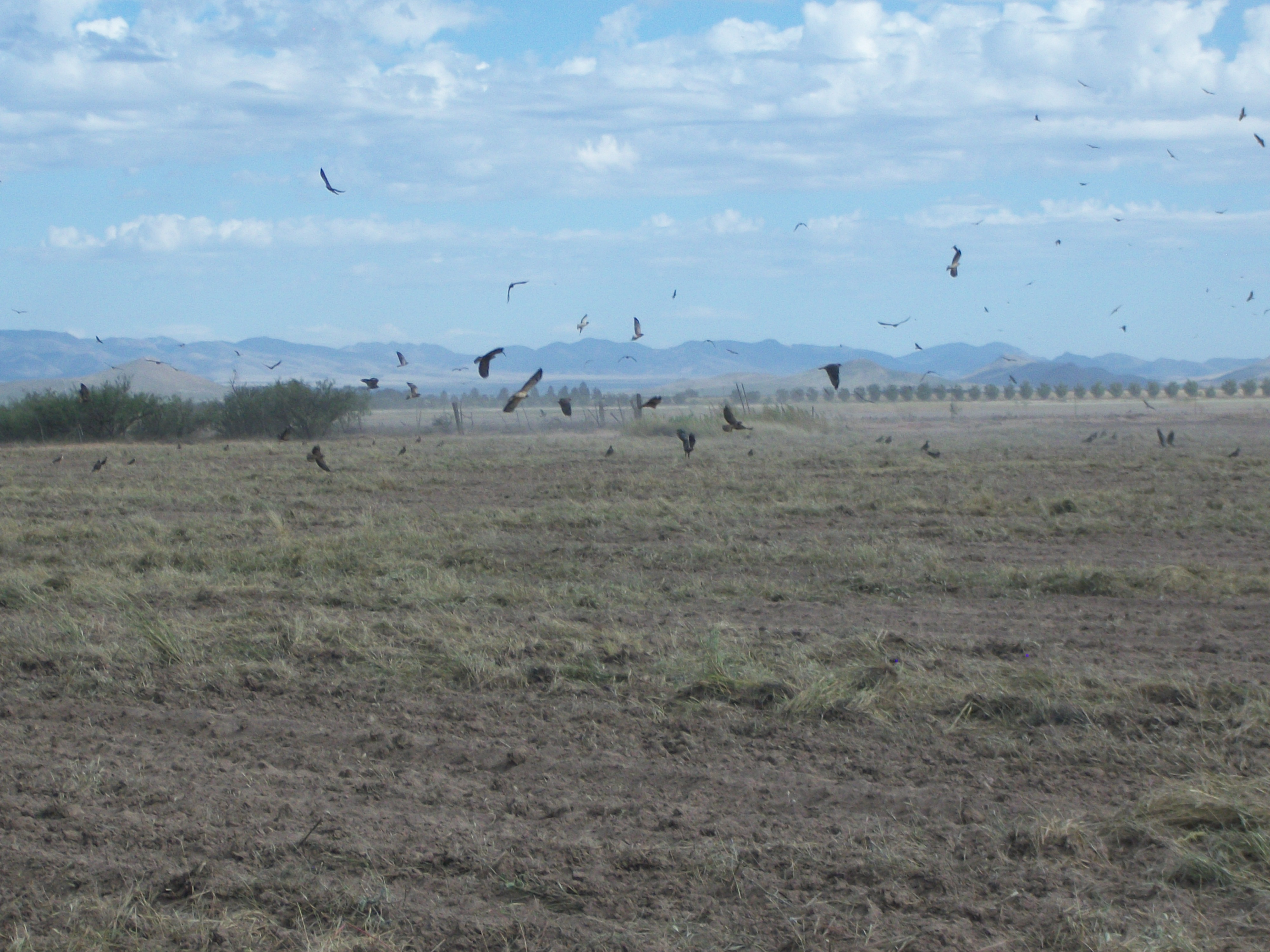 Kettles of Soaring Birds