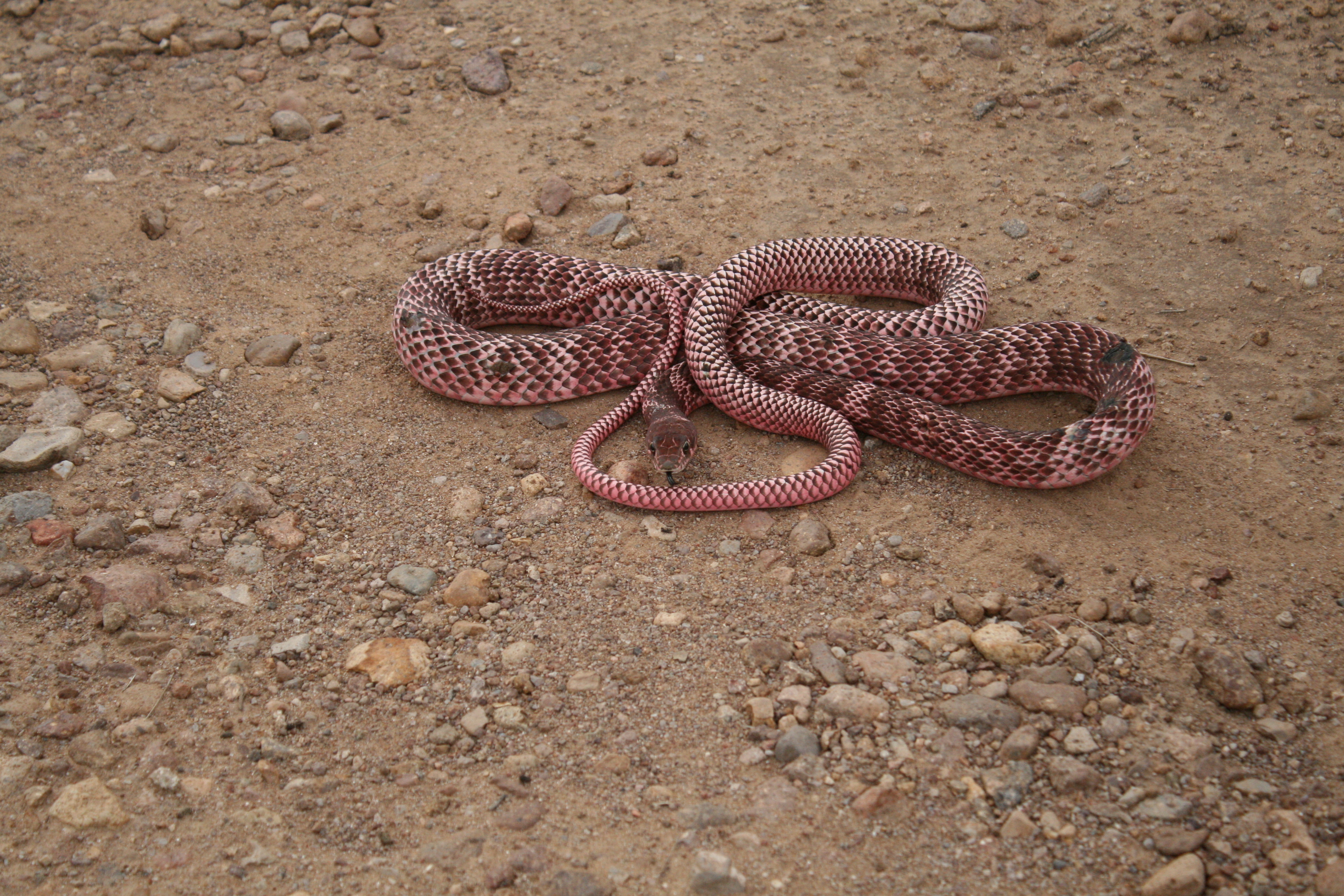 Masticophus flagellum