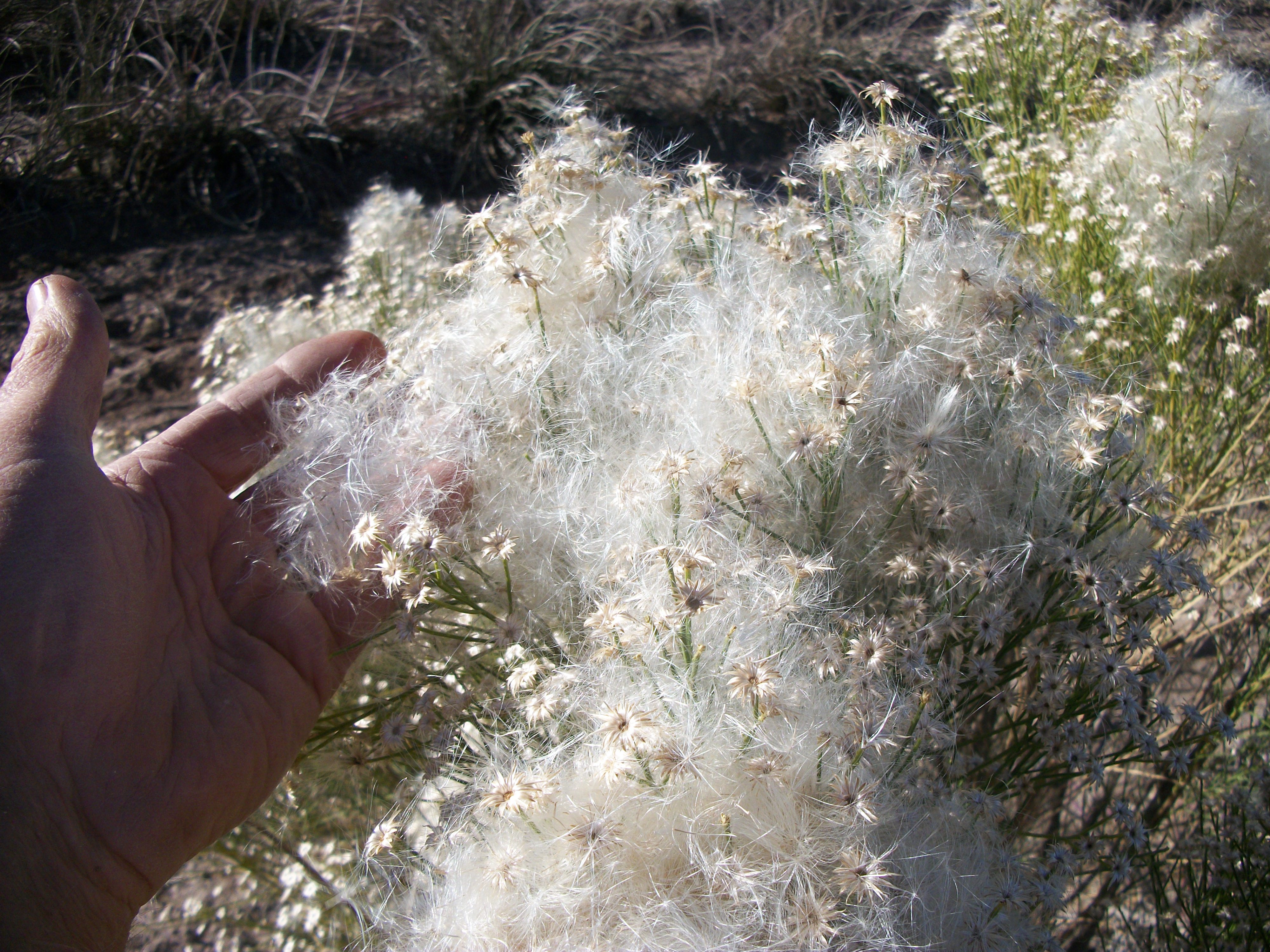 Casa de Desert Broom