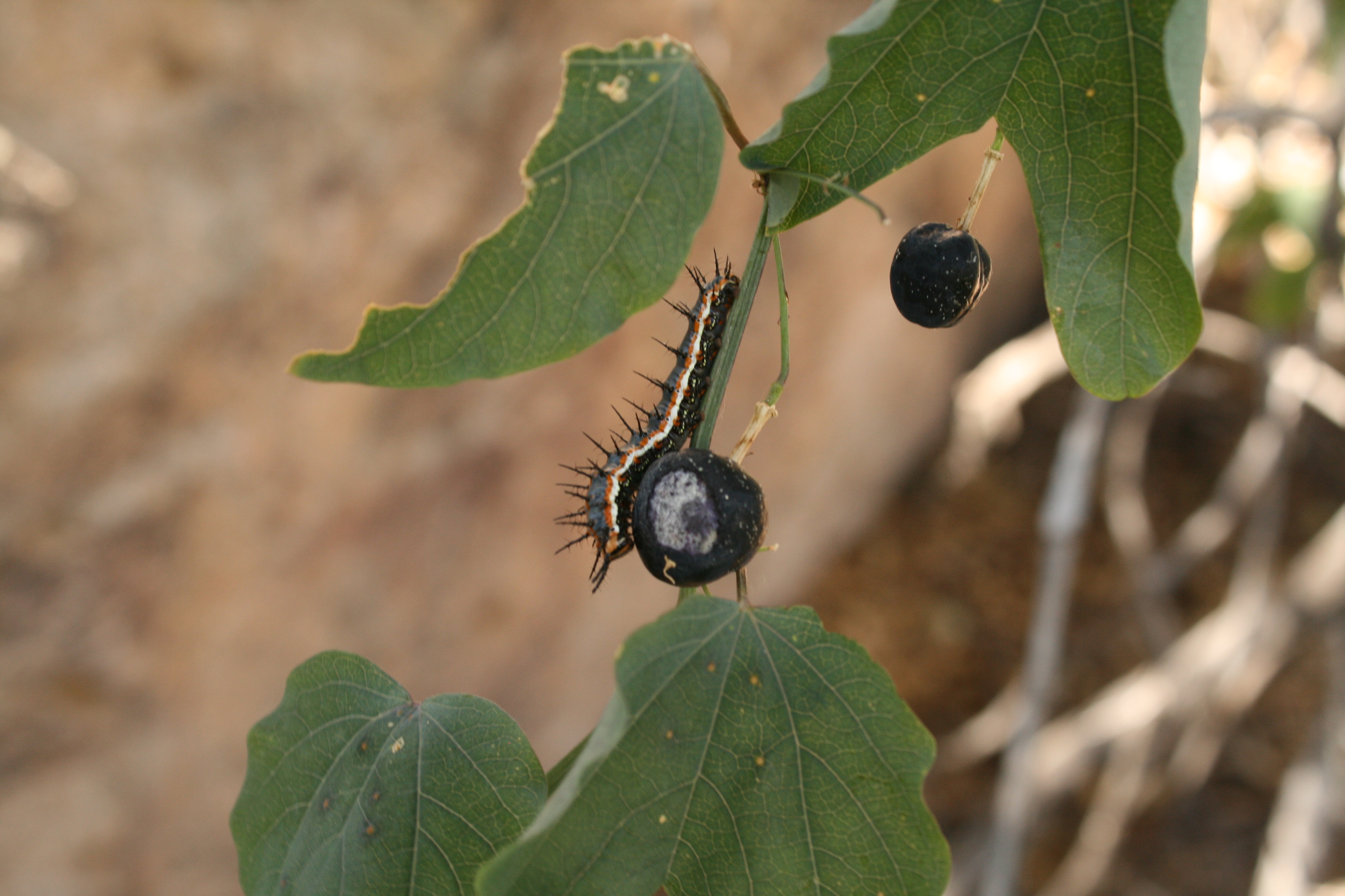 Passiflora mexicana