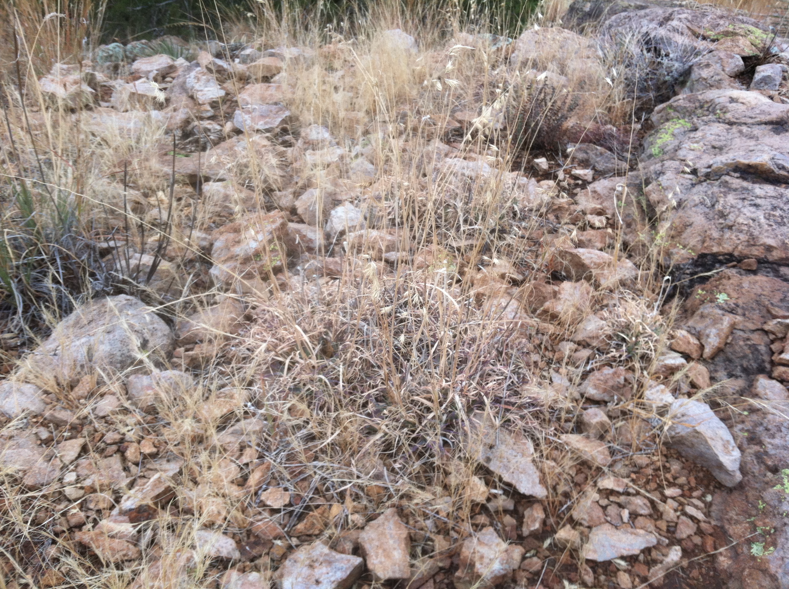 I am Andropogon