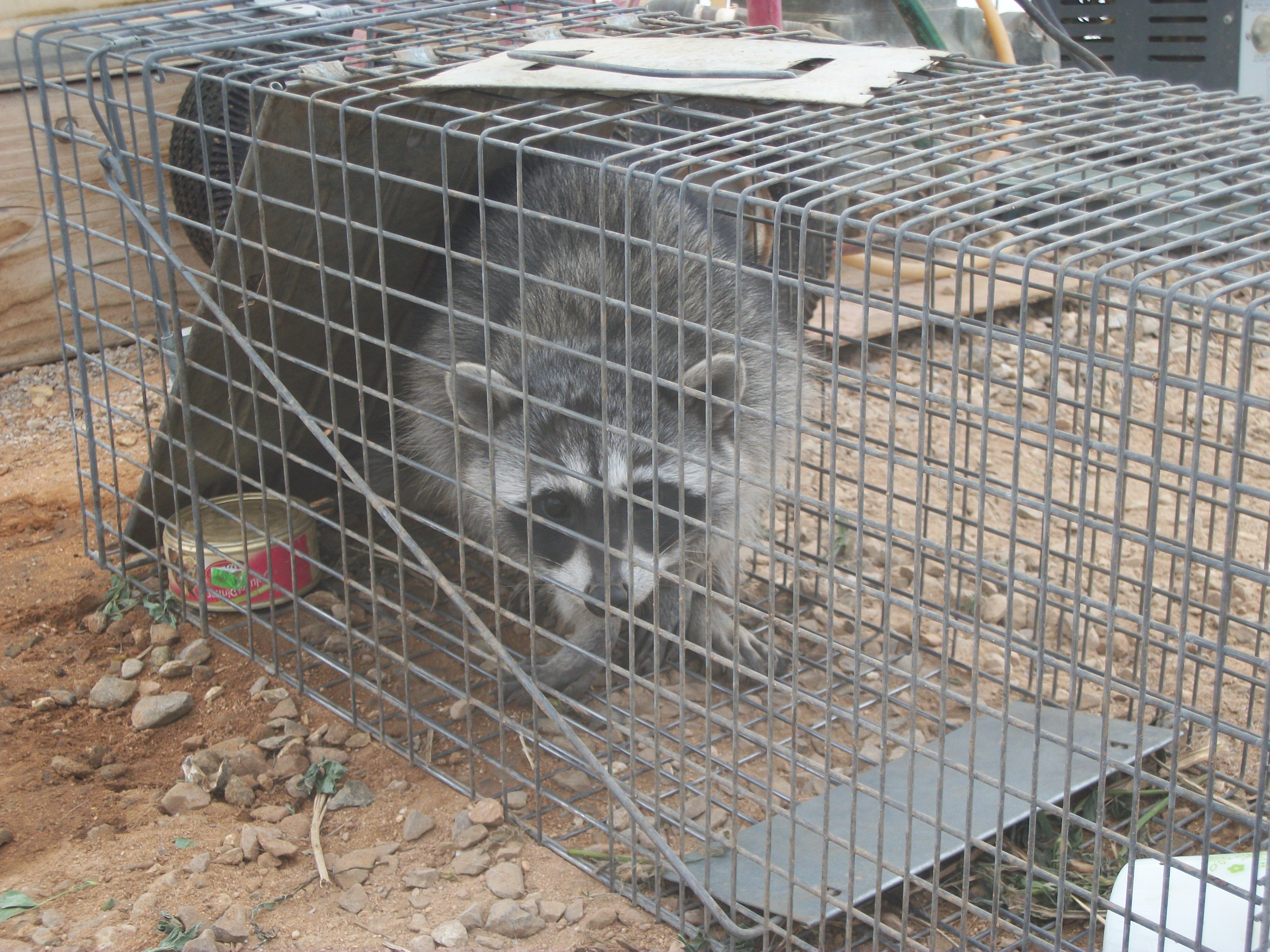 Gang of Raccoons