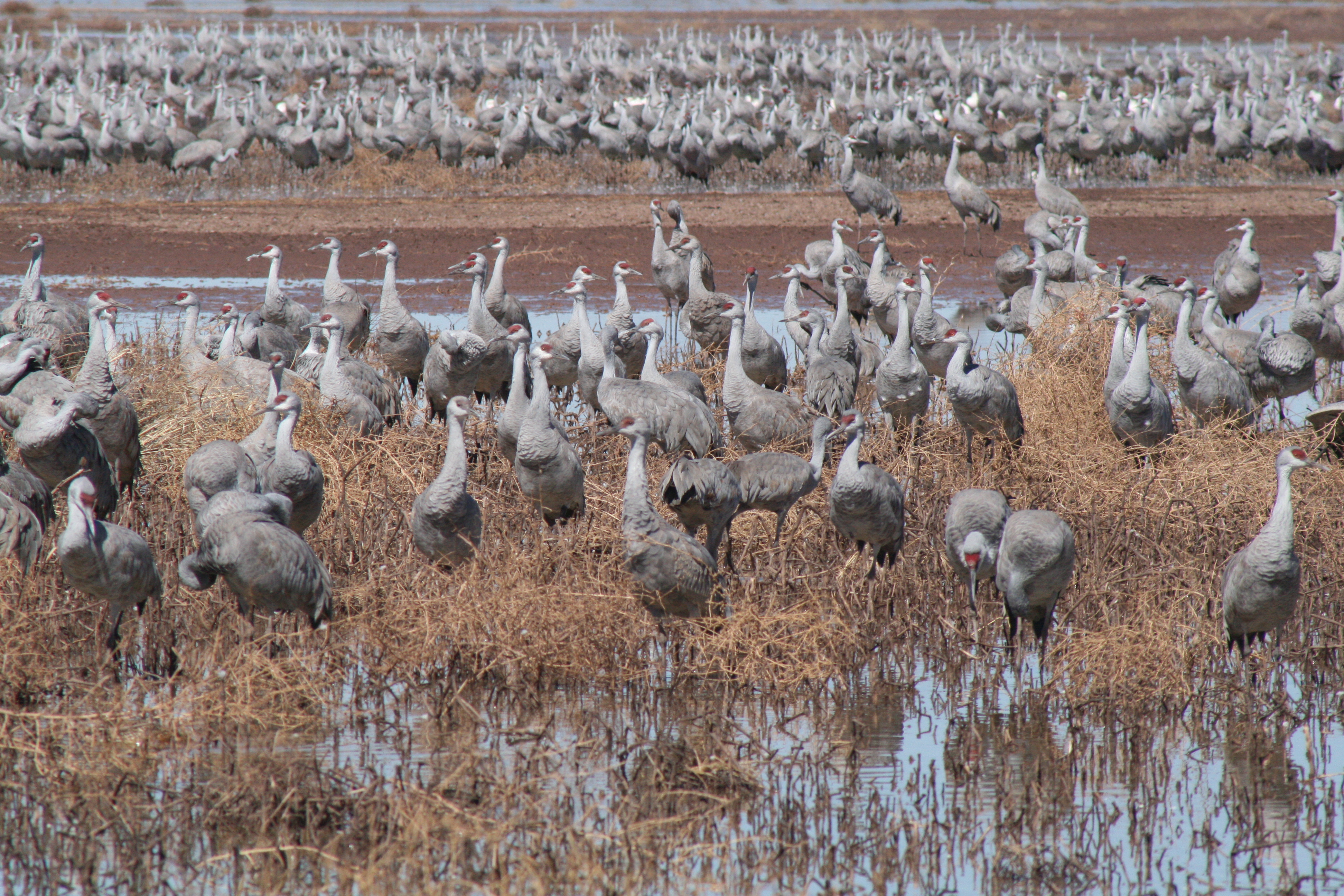Grus, Grus, Grus