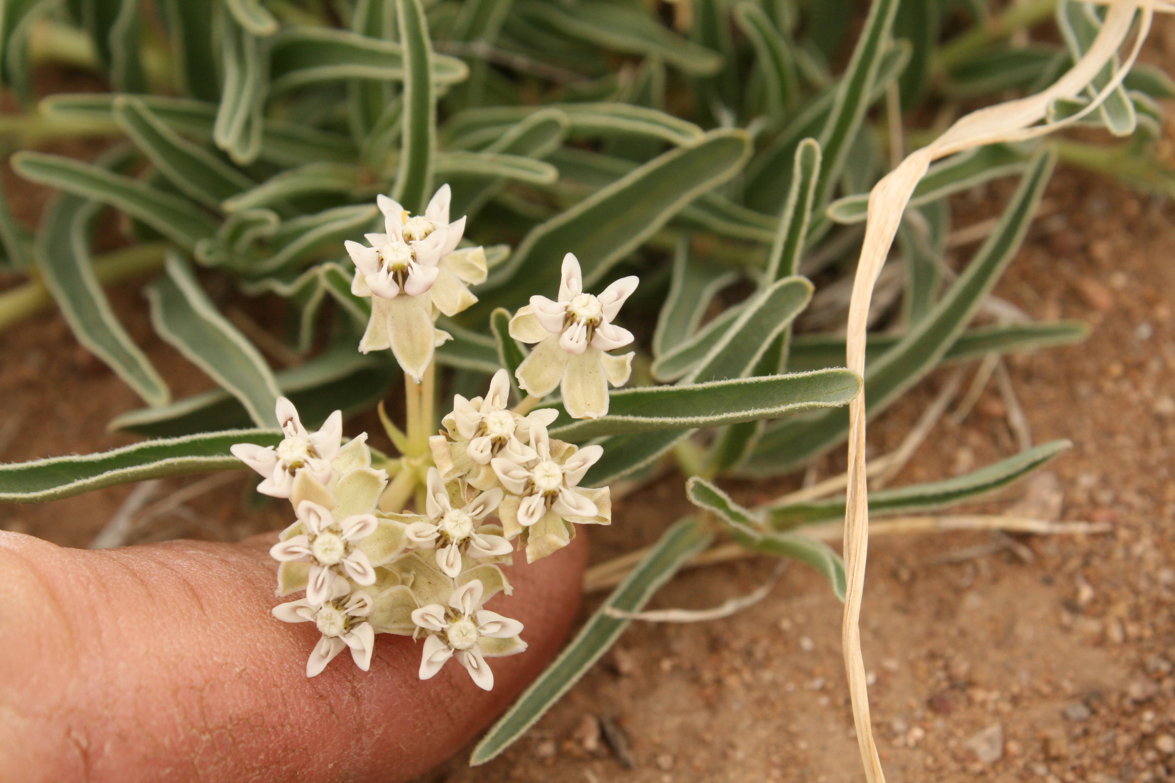 Asclepiadaceae!