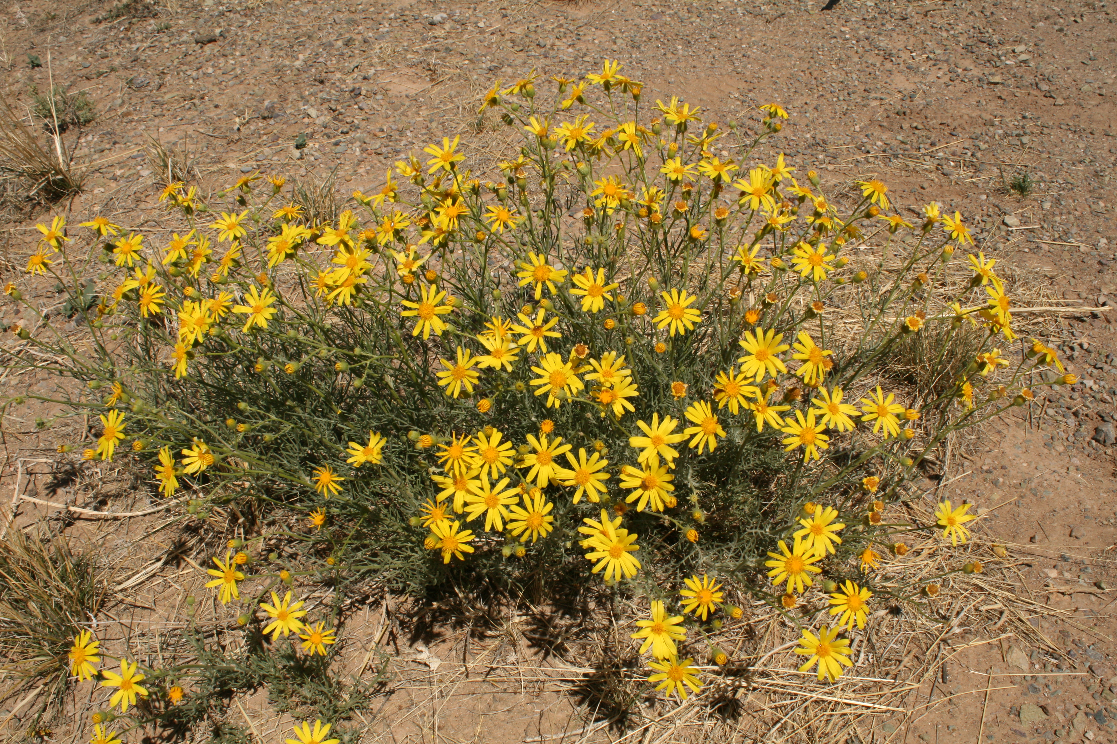 Senecio douglasii