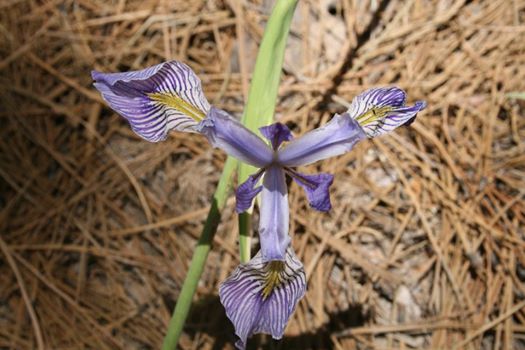 Irises and a Good Dog