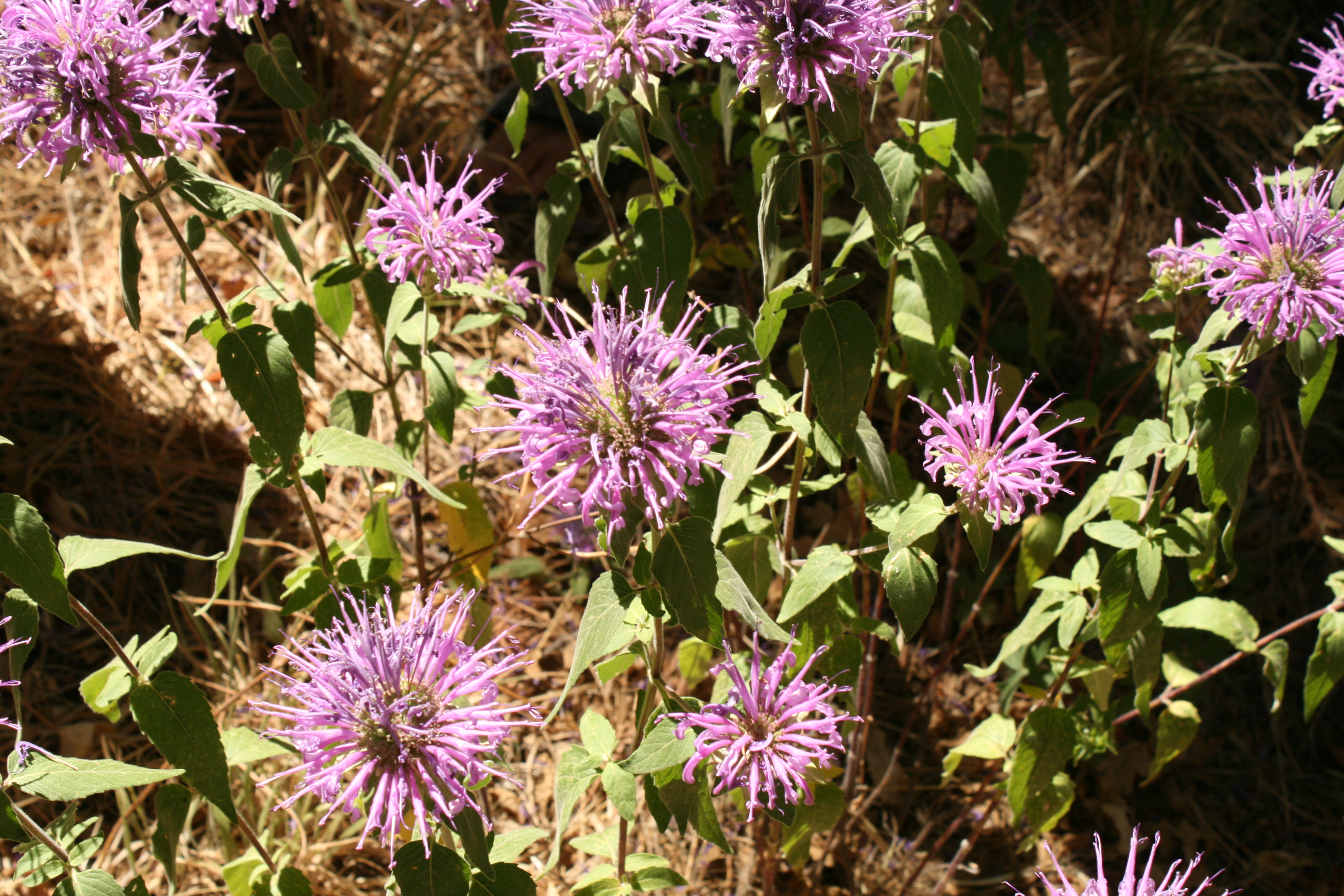 Monarda menthaefolia