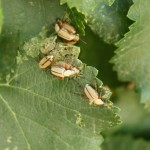 rose-chafers-for-podcast