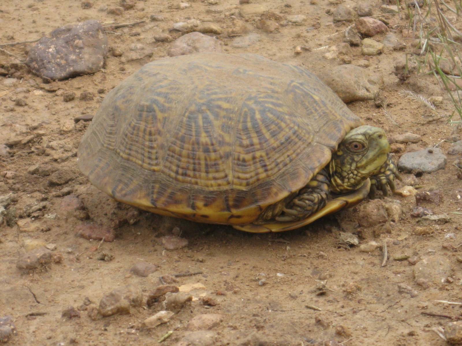 Pericome caudata