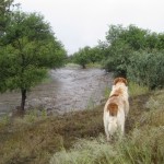 podcast-farley