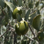 photos-for-desert-hort-083