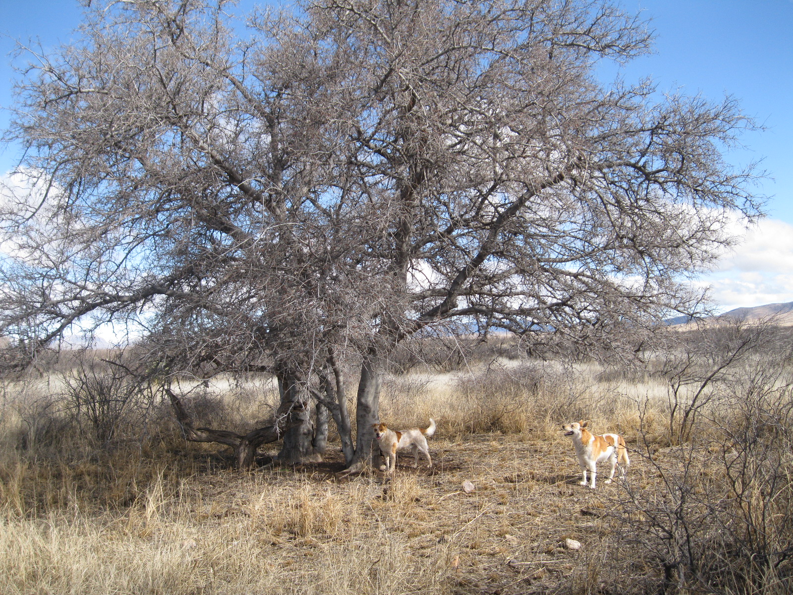 Man Hugs Hackberry Tree!