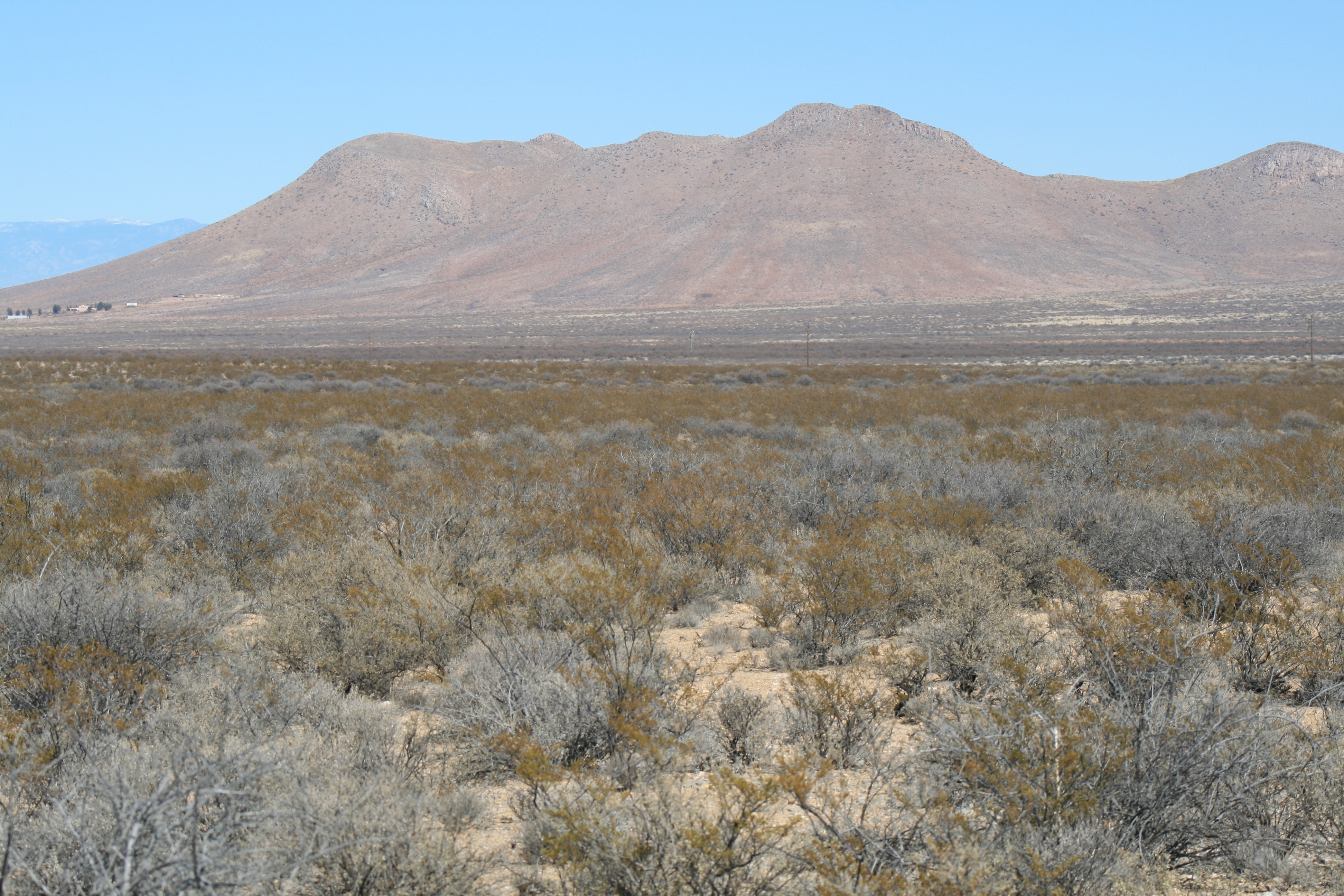 Escobaria vivipara bisbeeana