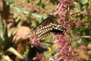 Black-swallowtail-adult
