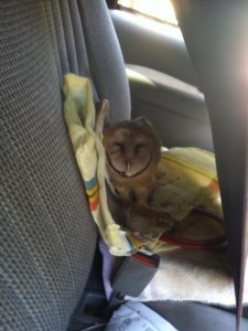 Barn-Owl-on-truck-seat
