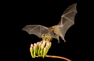 pollinators-bat