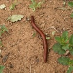 Millipede-I