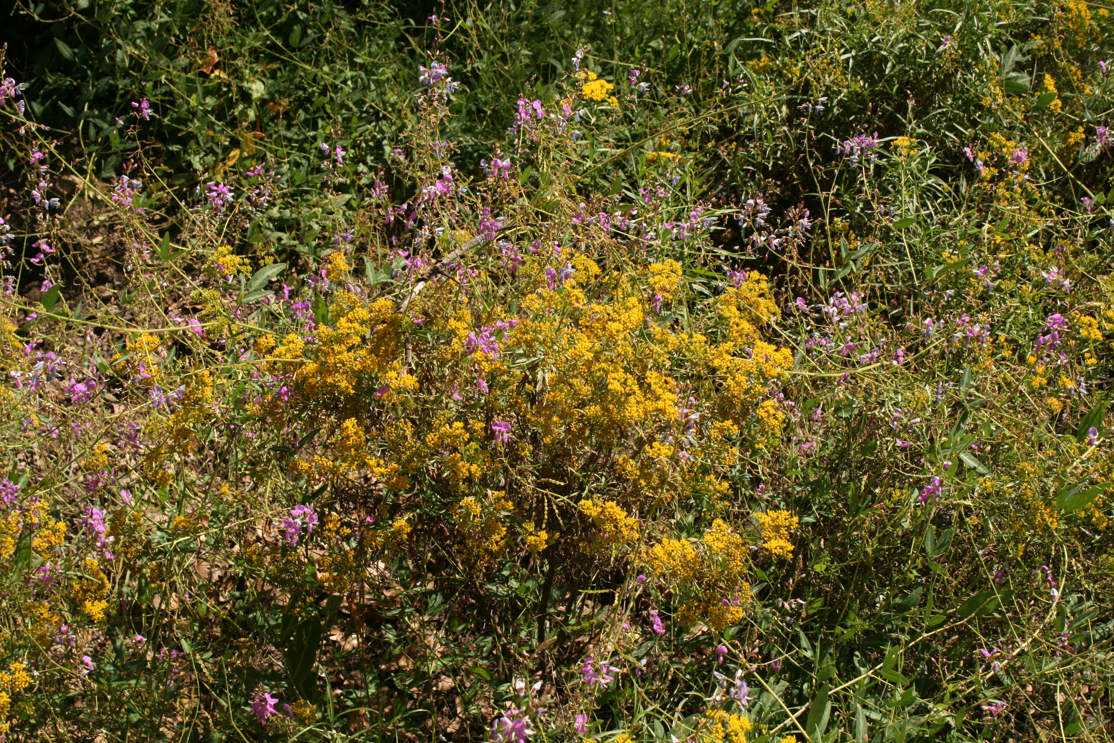 Bramblestem Tick Clover on Gumhead