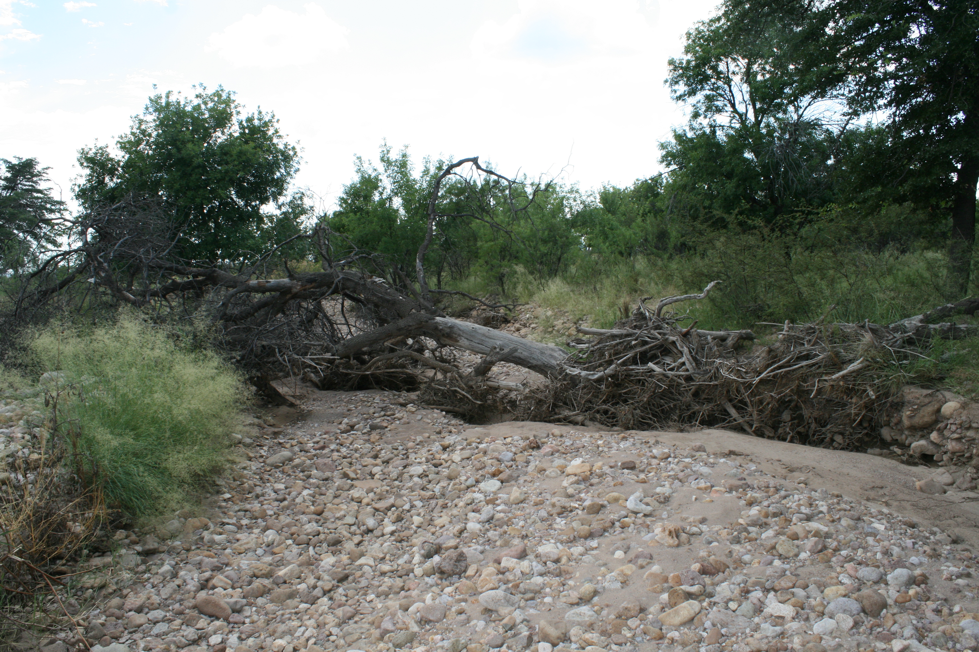 Farley and Petey Take a Swim