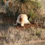 doggies-digging