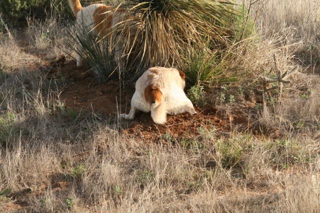 Sylvilagus audubonii