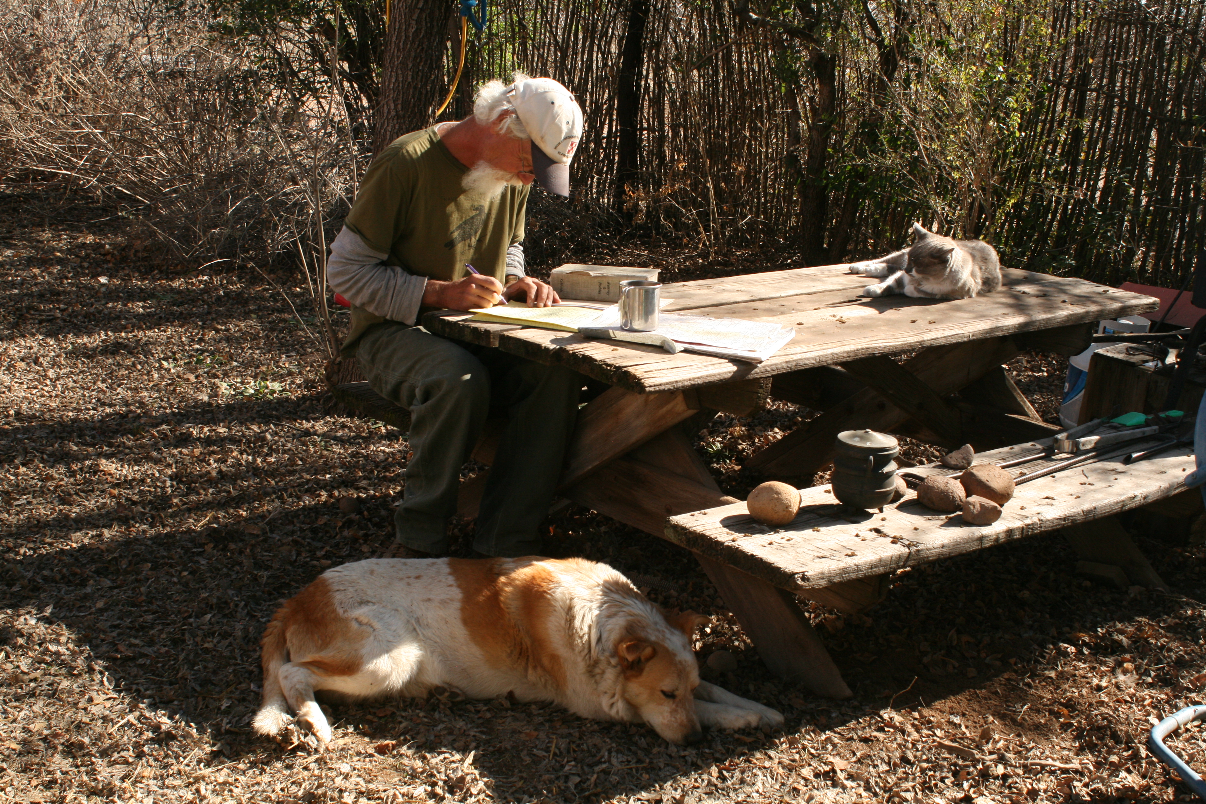 Conepatus leuconotus (Conepatus mesoleucus)