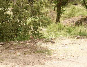 Mearns-quail