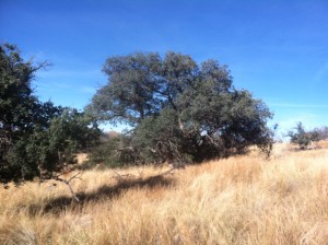Mexiccan-blue-oak-in-grassland