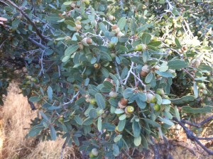 mexican-blue-oak-acorns