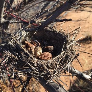 nest-used-by-a-deer-mouse