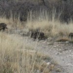 piggies-in-the-grassland