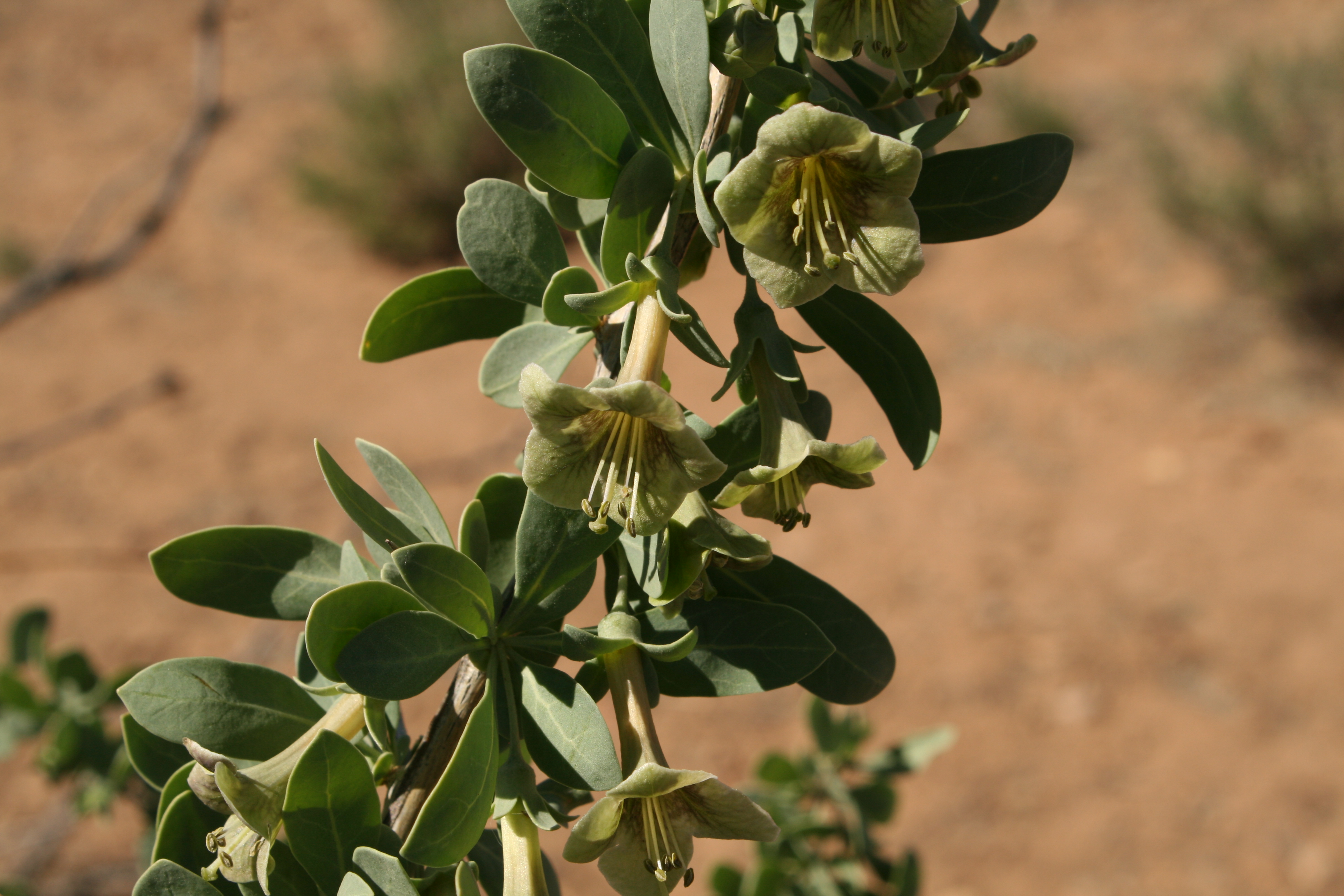 Lycium pallidum