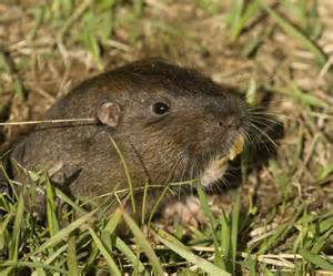 Thomomys bottae