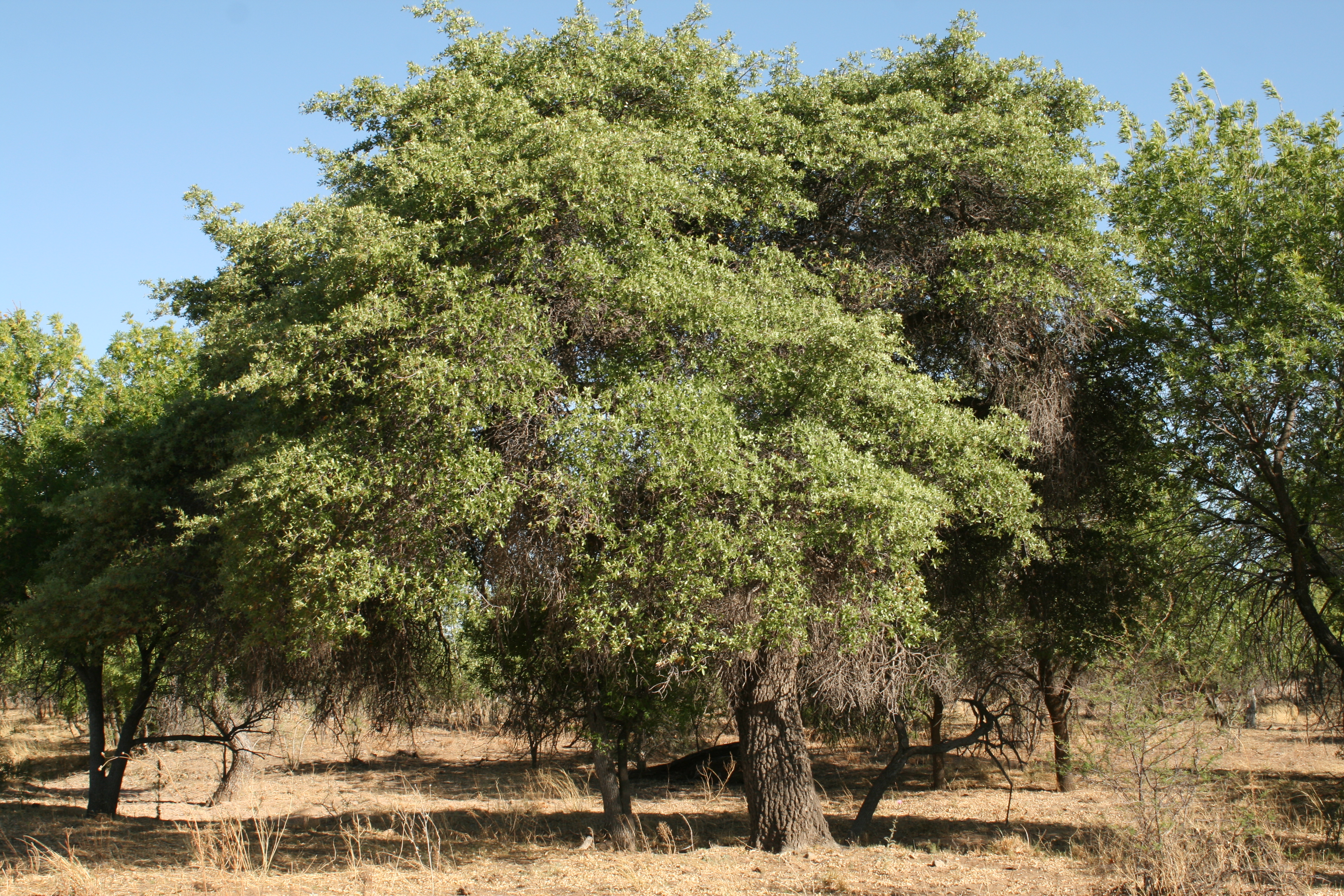 Quercus, Tree of Life / KXCI