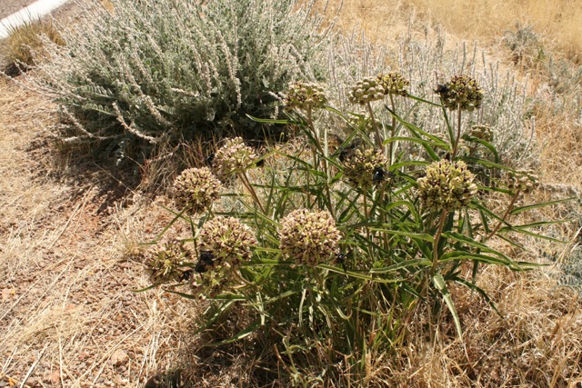 Milkweeds