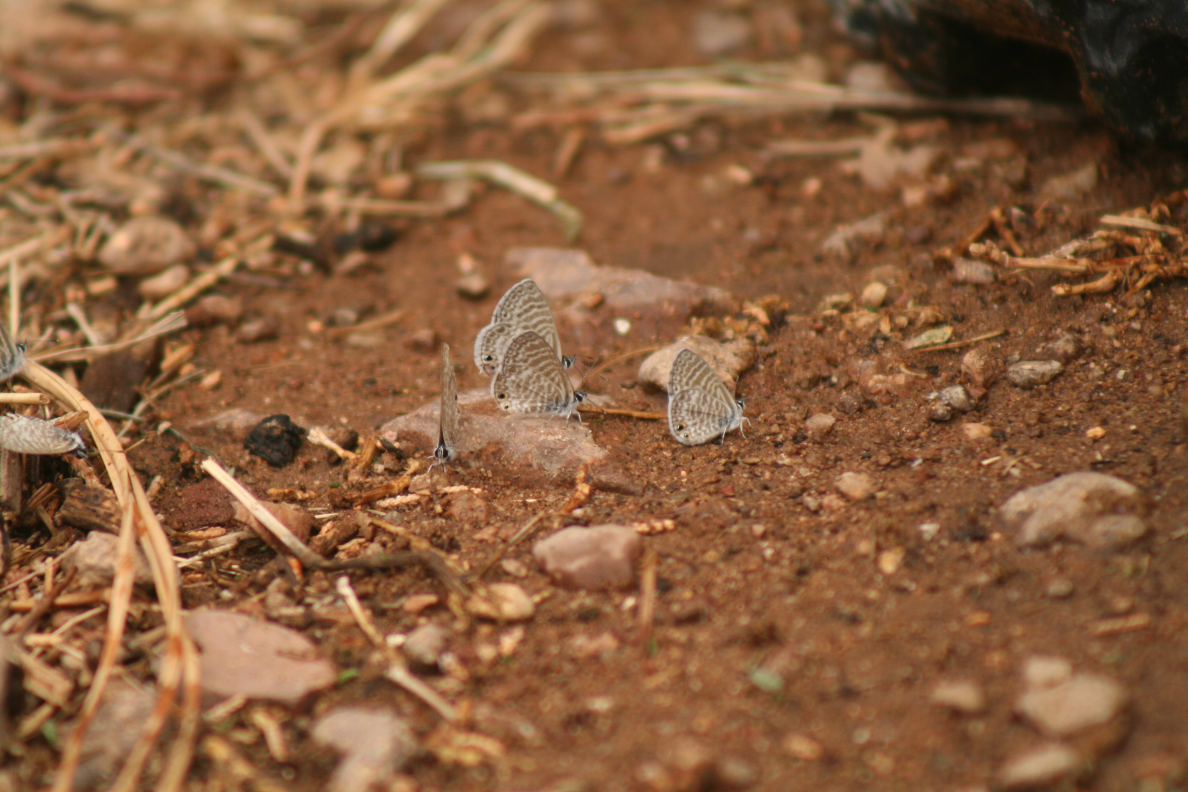 Leptotes marina