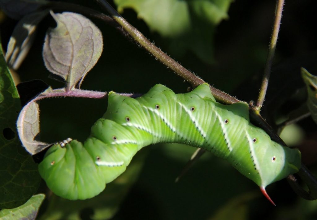 Manduca sexta and Hyles lineata / KXCI