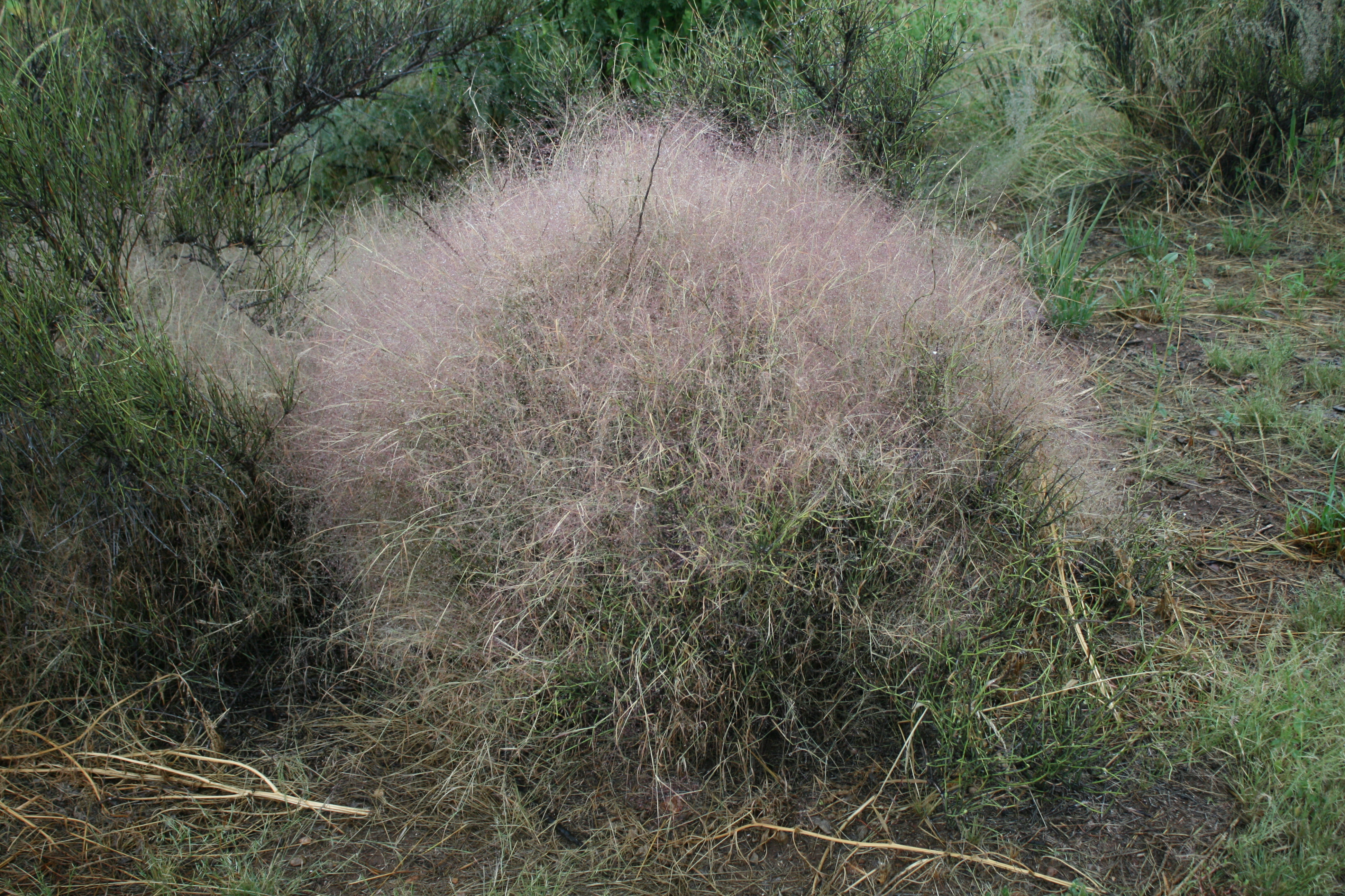 Bush Muhly