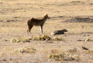 4-coyote-and-badger