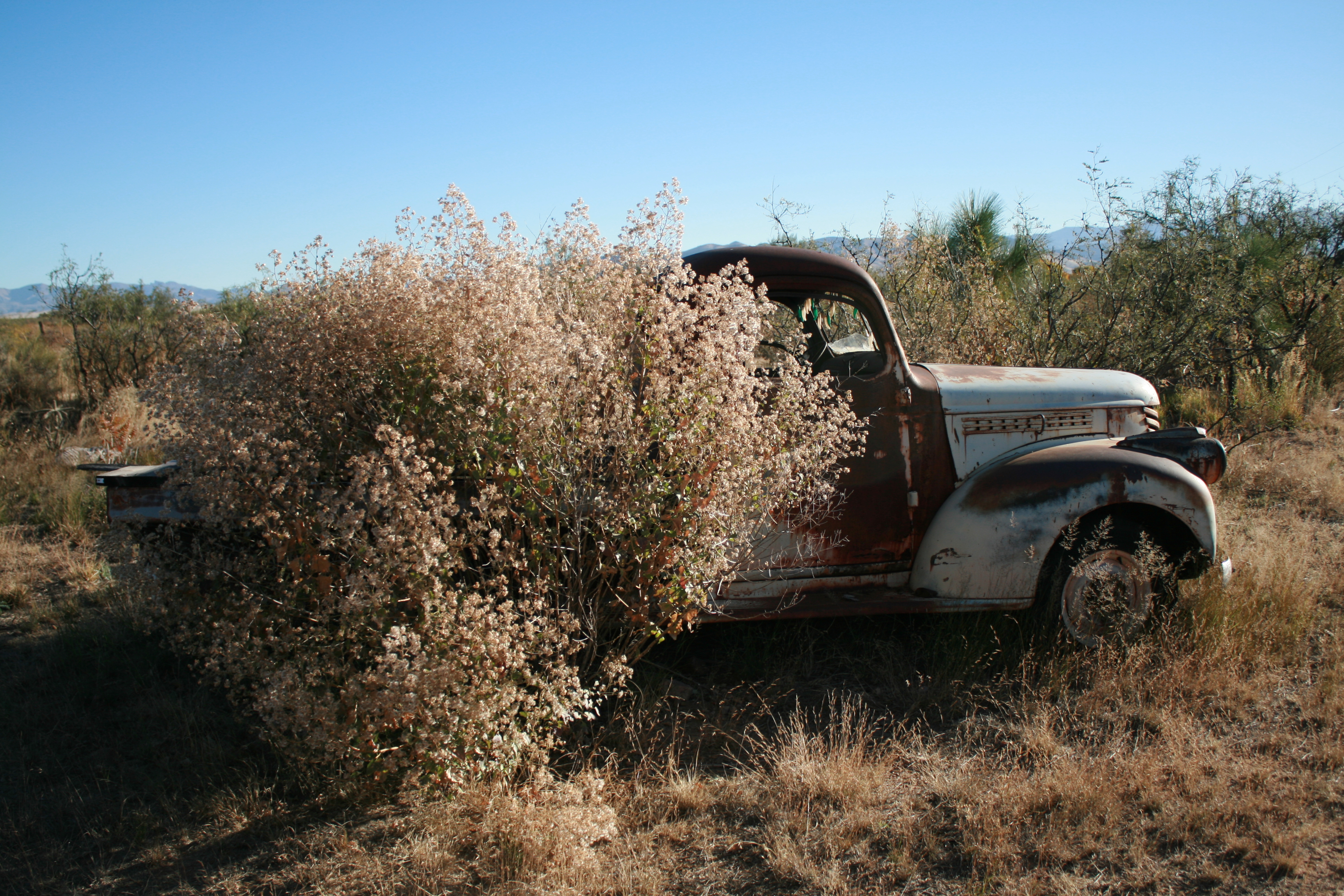 Brickellia floribunda
