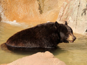 black-bear-in-pool