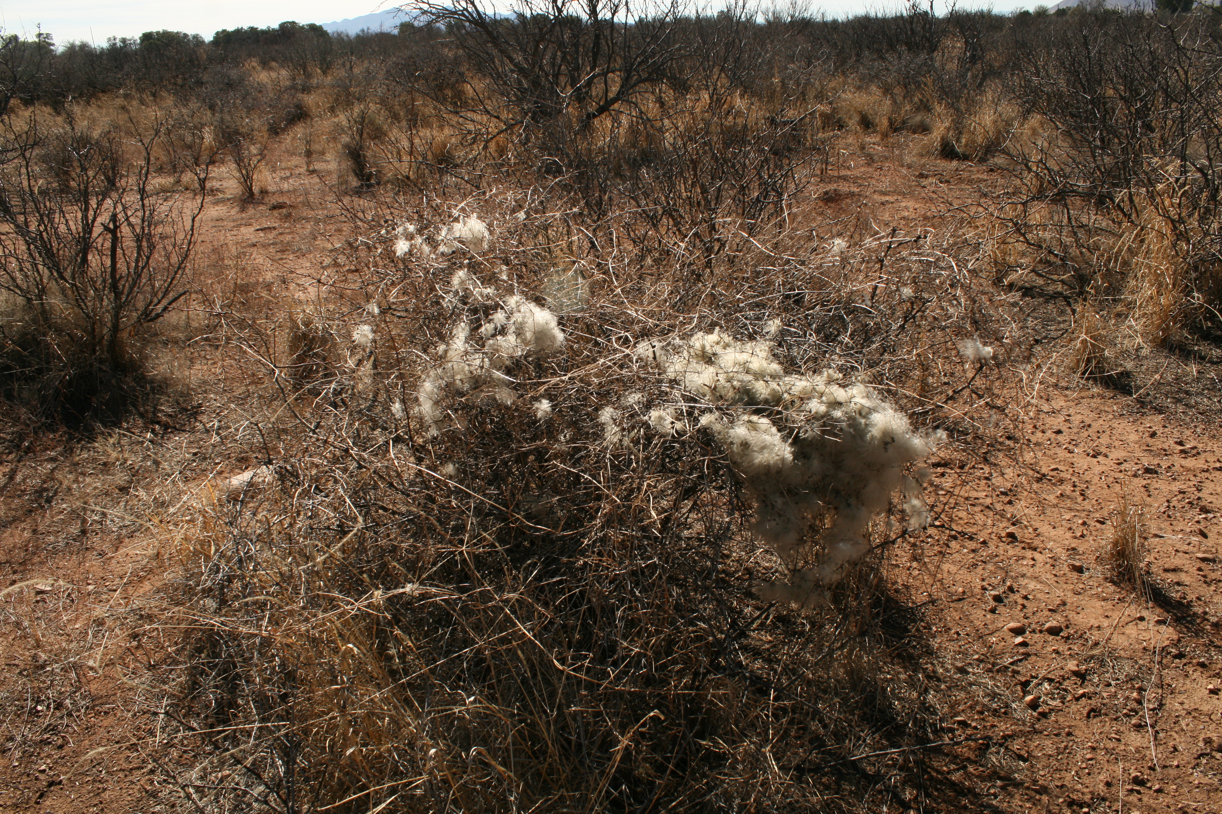 Clematis drummondii in a Wintery Landscape