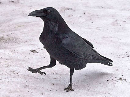 common_raven_4