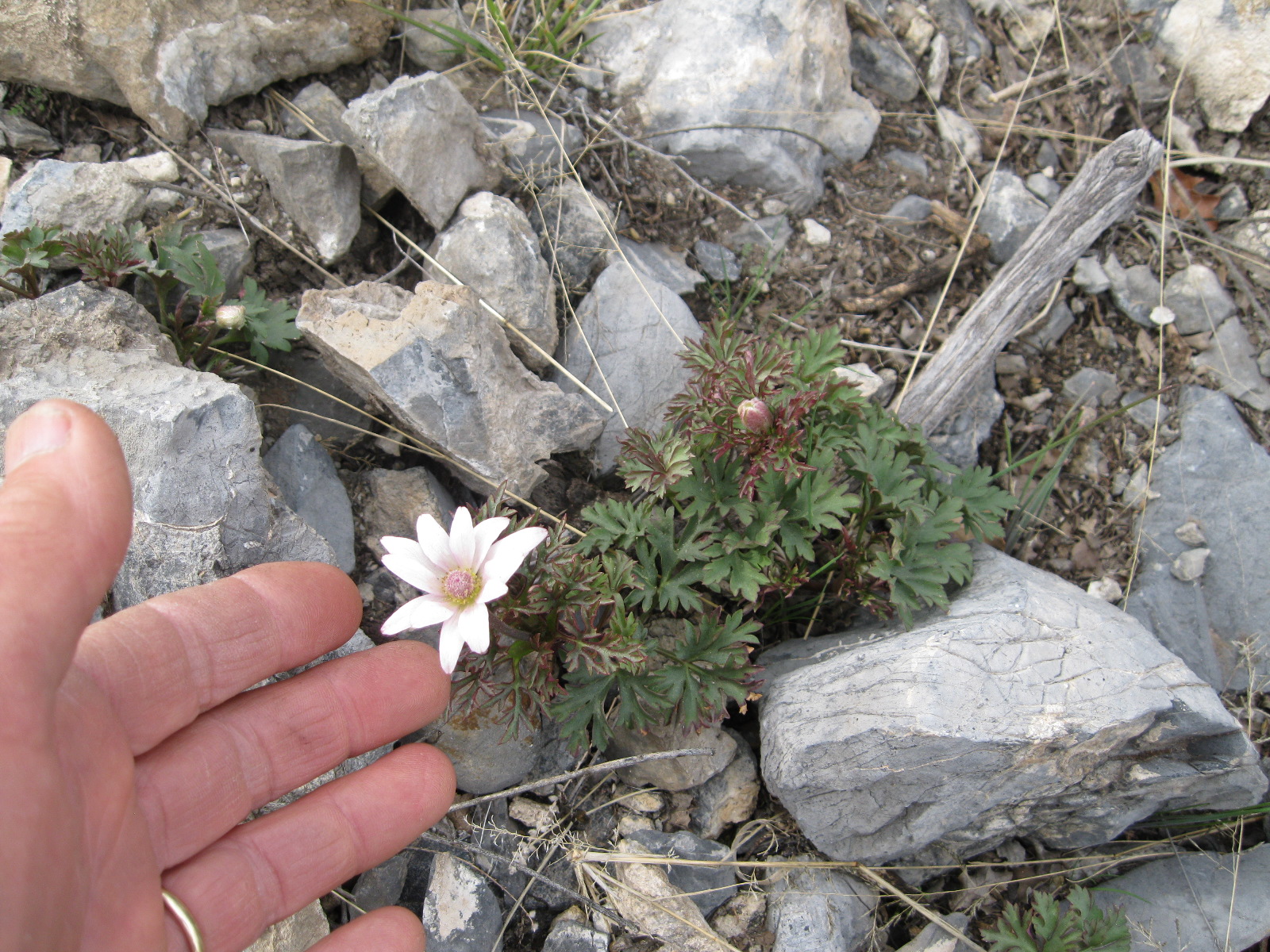 Anemone tuberosa