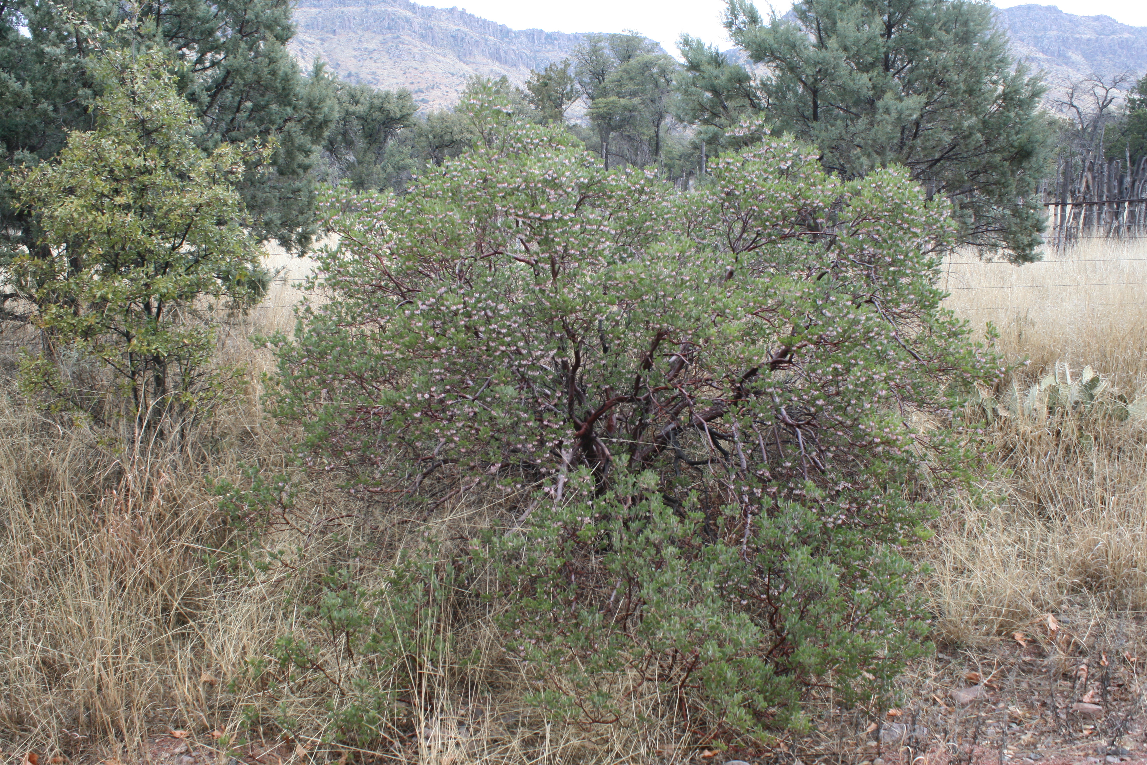 Rejoice, spring is on the way