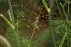 Growing Native- Black Swallowtail